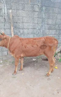 گاو لیشه چالوسی