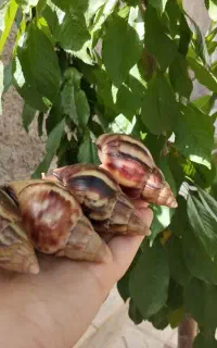 جوانساز پوست ( کلاژن طبیعی )