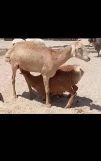 بره نر چینی