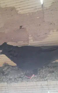 کبوتر زاغ و طوقی