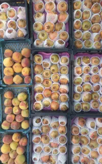 انارقرمز