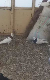طوقی کاکلی