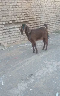 بزغاله نر