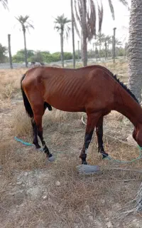 اسب
