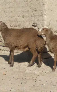 نرو ماده مغان کری