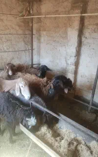 میش افغانی