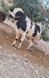 گوساله نر