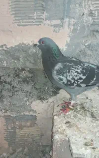 کبوتر