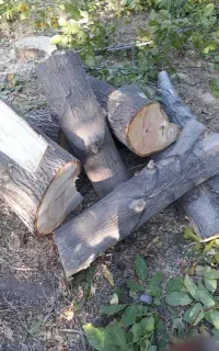 خریدار وفروش چوب