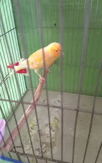 ۳ عدد قناری نر