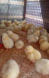 جوجه گوشتی یک روزه