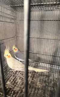 عروس هلندی با جوجه