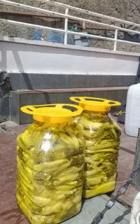 ترشی بیلهردرجه یک به شرط