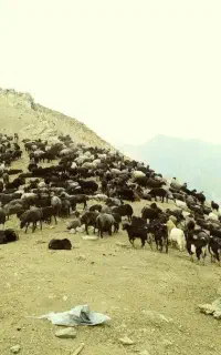 نیازمند یک کارگر دامداری