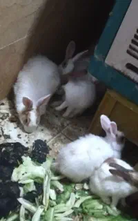 خرگوش سالم