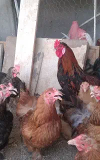 فروش مرغ خروس جوجه توافقی