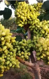 خرید و فروش پسته