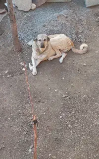 سگ پژدر