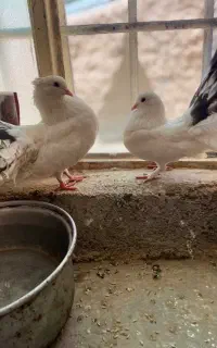 کفتر دم چتری