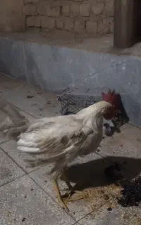خروس