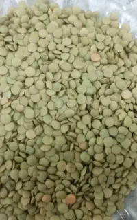 عدس‌ سبز درشت‌ ایرانی، فروش نقدی و چکی