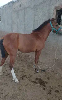 کره اسب ۱۱ماهه نژاد کردمادیان