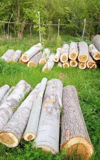 خریدوفروش انواع چوب