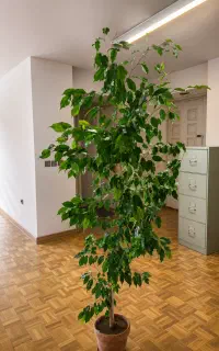 گلدان بنجامین سبز