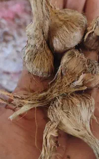 پیازچه زعفران