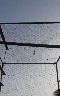 قفس کبوتر