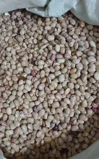 لوبیا جیتی درجه یک