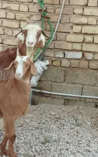 بز.کهره