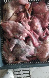 پخش غذای سگ