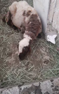 گوسفند  قورچ