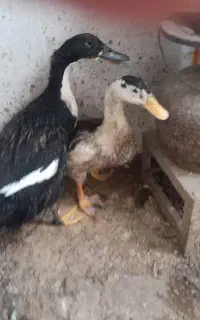 فروش یک جفت اردک