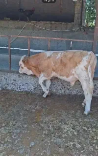 فروش گوساله