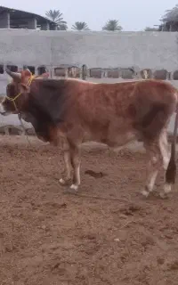 گاو نر کراس