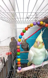 فروش سه عدد عروس هلندی