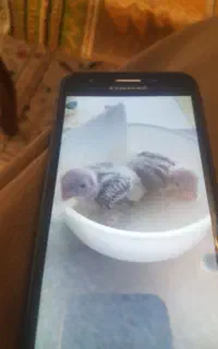 جوجه گرینچیگ