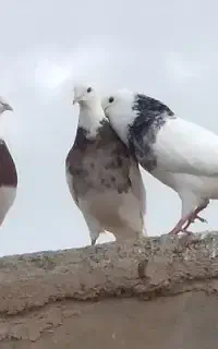 کبوتر