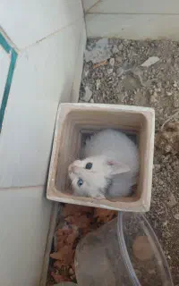 بچه گربه