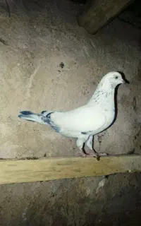کبوتر