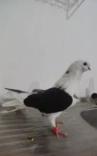 ۸عدد کبوتر
