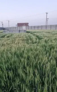فروش گندم مخصوص آرد