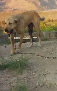 سگ حیوانات گمشده ها