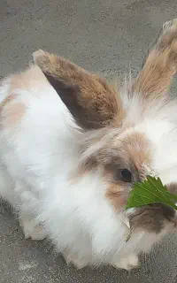 خرگوش