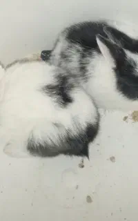 خرگوش
