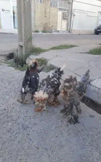سه تا جوجه کاکلی