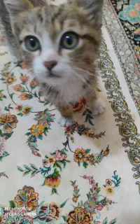 وگذاری بچه گربه