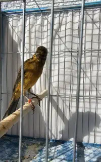 قناری نر سبز چمنی